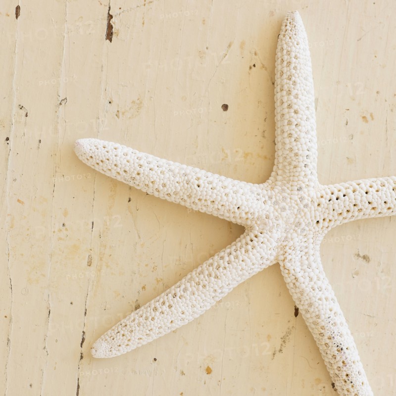 Studio shot of starfish.