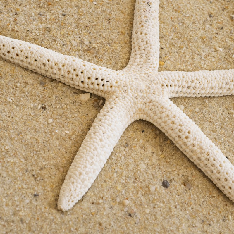 Studio shot of starfish.