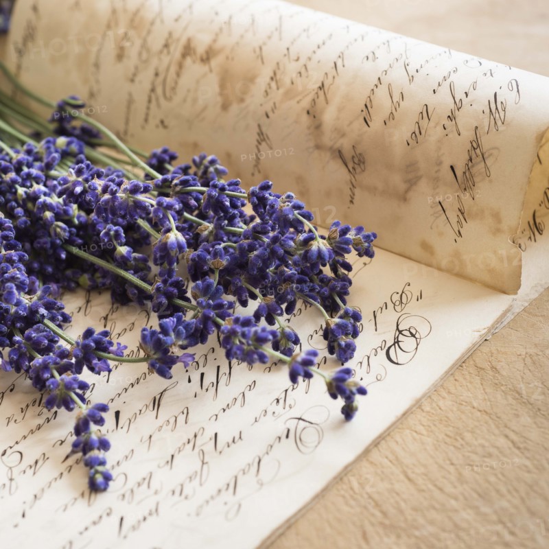 Studio shot of lavender on antique handwriting.