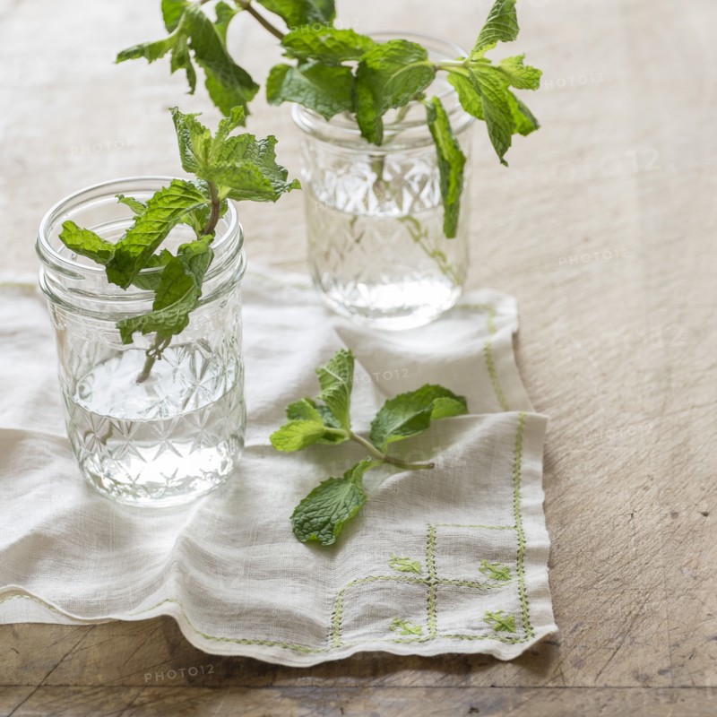 Studio shot of mint leaves.