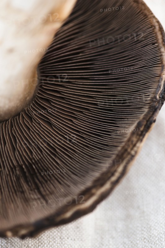 Studio shot of mushroom