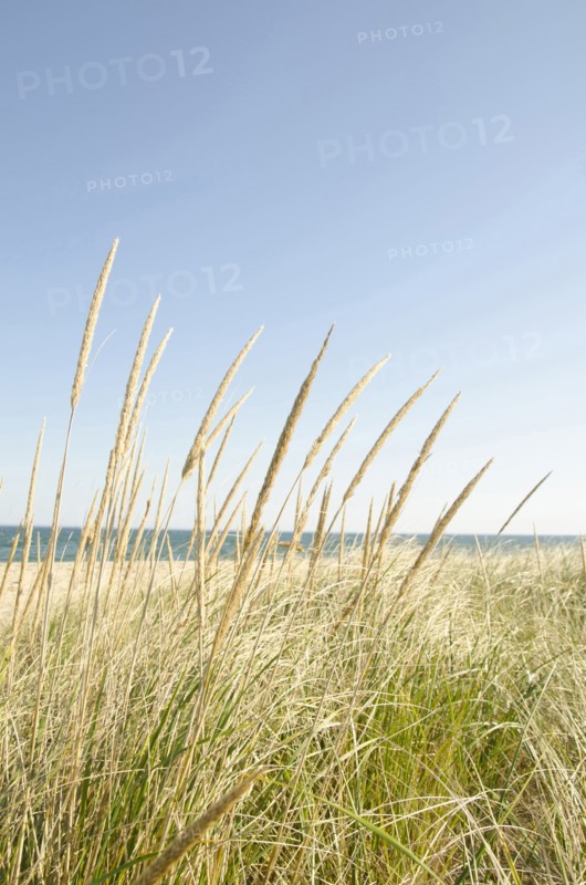 Close-up shot of stems of marram grass with sandy beach in background