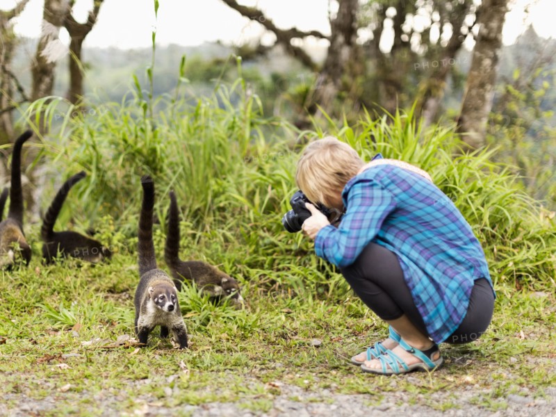 Woman taking photos of coatis living in the wild