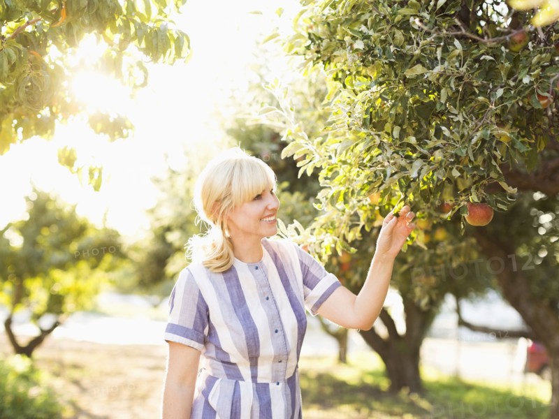 Woman picking apples in orchard