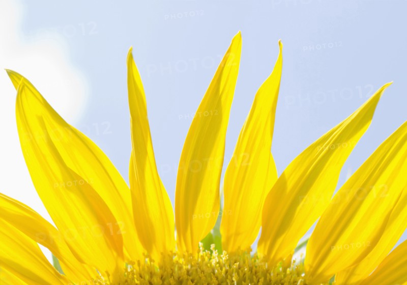 Close-up view of sunflower petals