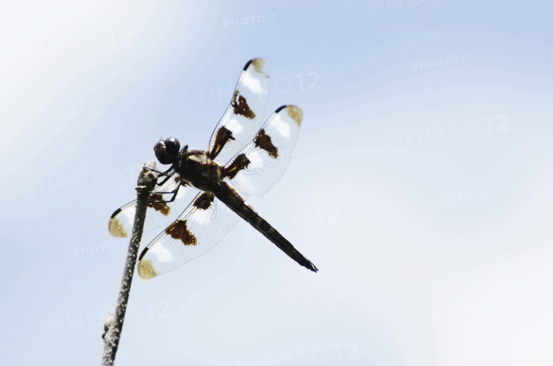 Dragonfly perching on branch