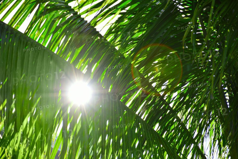 Sunlight behind palm leaves. Palm Beach, Florida.