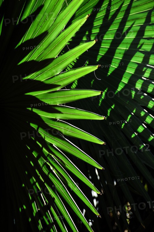 Sunlight in palm leaves. Palm Beach, Florida.