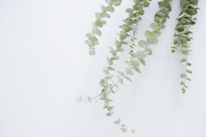 Studio Shot of stems of eucalyptus