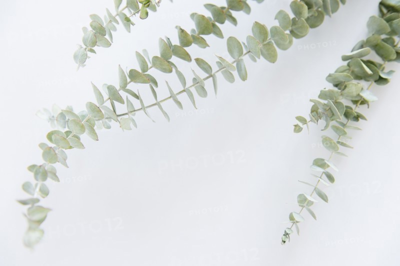 Studio Shot of stems of eucalyptus