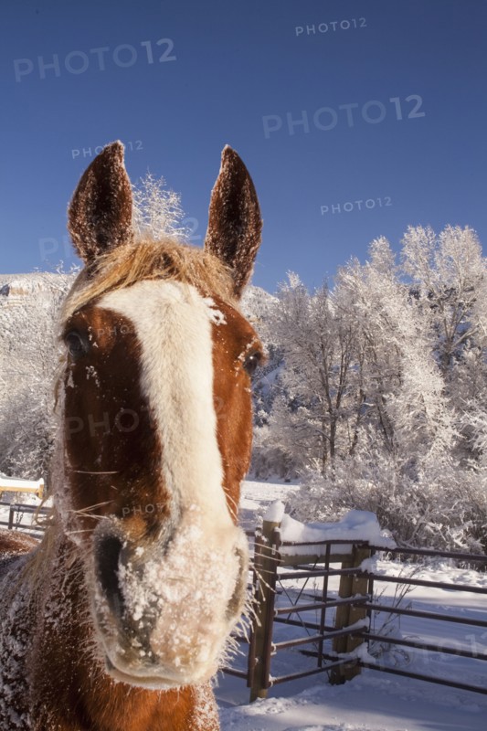 Portrait of horse on farm in winter