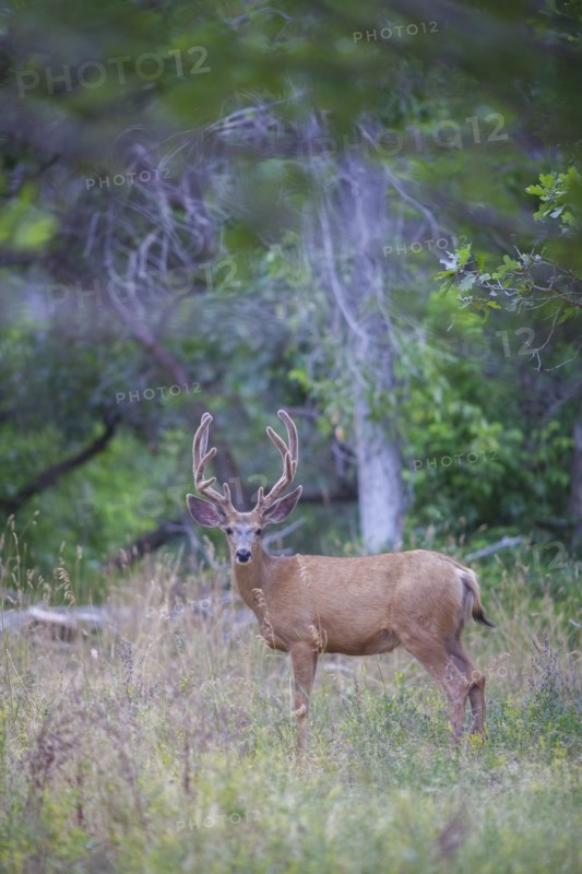 View of deer in forest