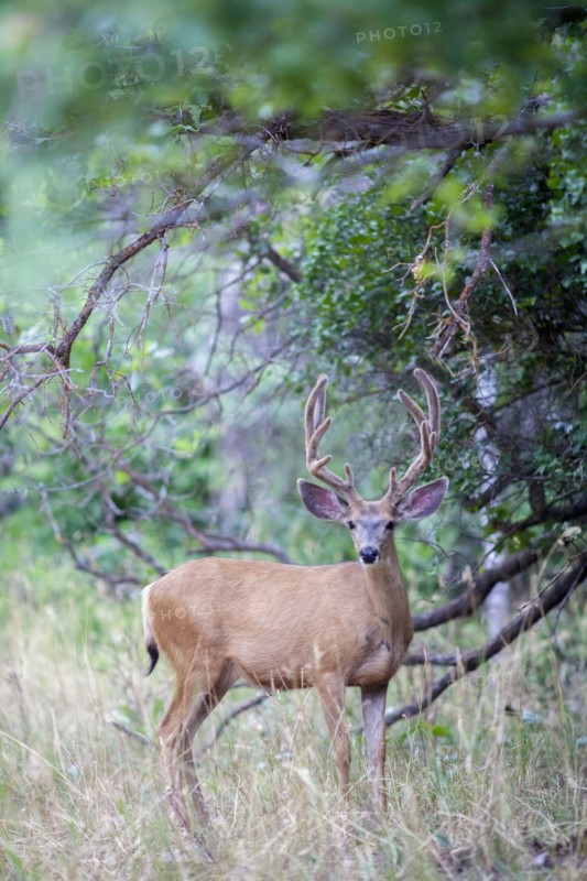 View of deer in forest