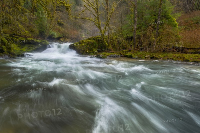 Scenic view of stream in forest