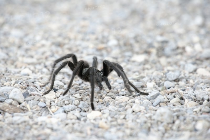 Close-up view of tarantula on pebbles