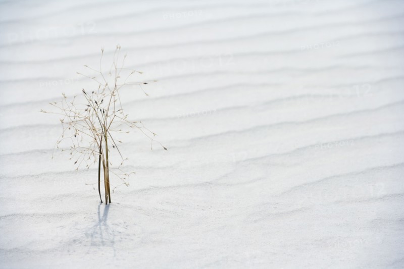Plant growing in sand