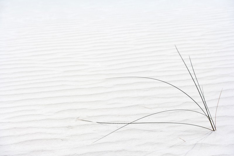 Plant growing in sand
