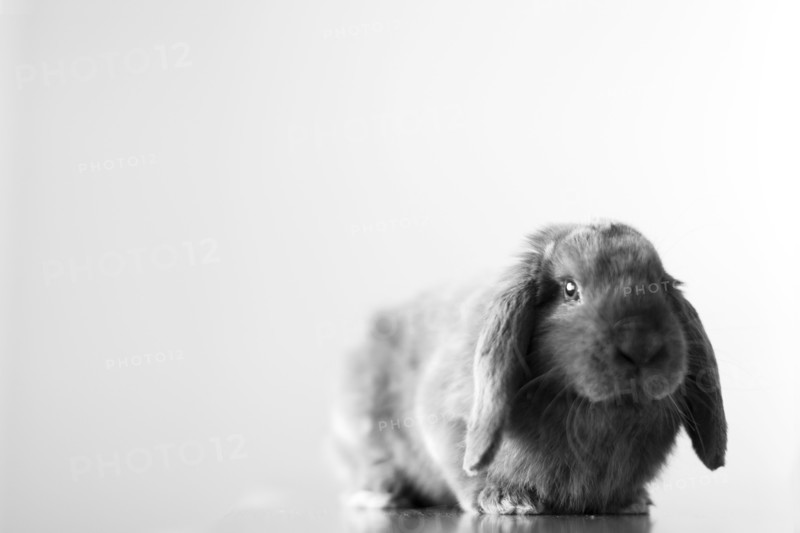Rabbit on grey background