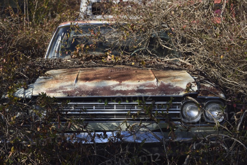 Old abandoned rusty car in bushes