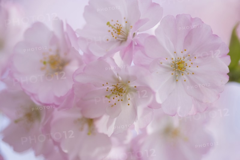 Close-up of cherry blossom
