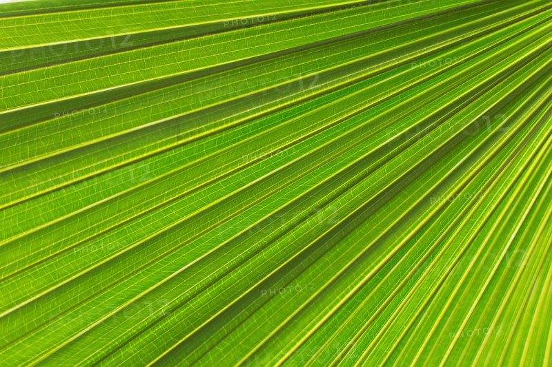 Extreme close up of palm leaf