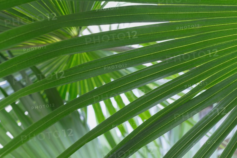 Close up of palm leaf