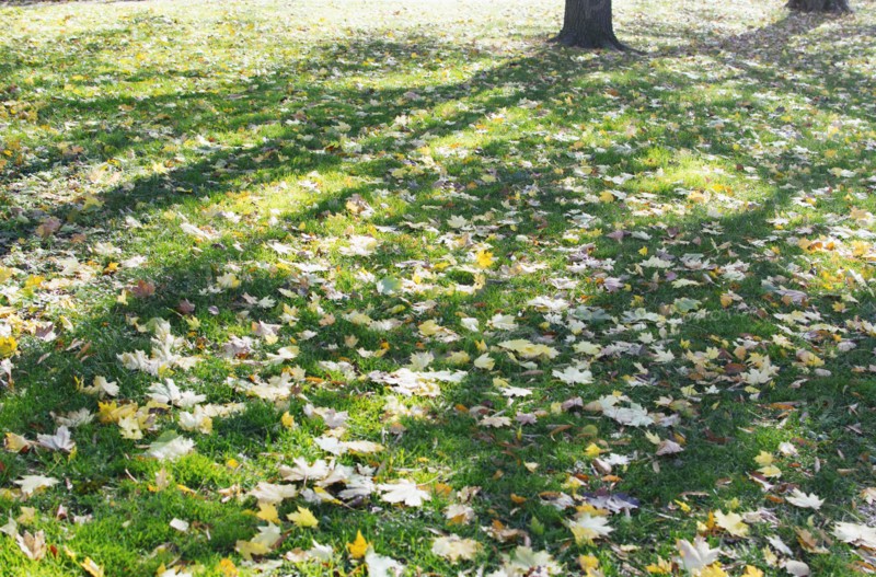 Fallen leaves at Central Park