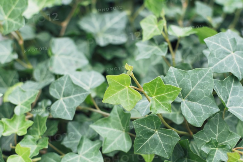 Close up of ivy leaves