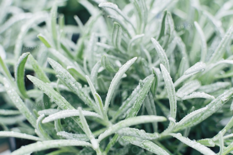 Close up of lavender leaves