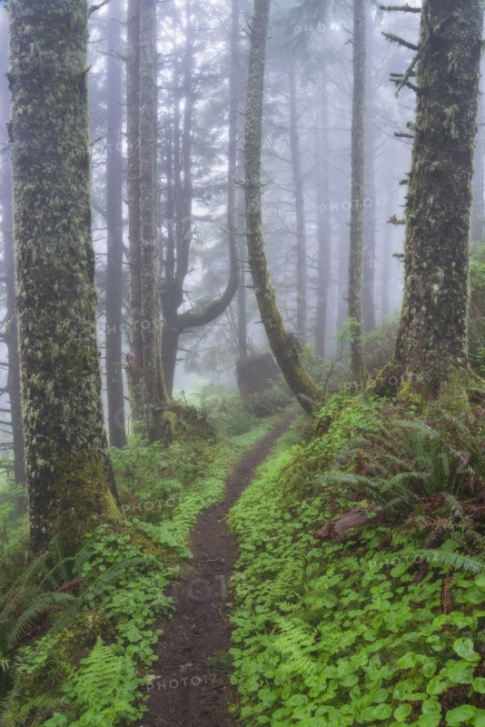 Footpath in foggy forest
