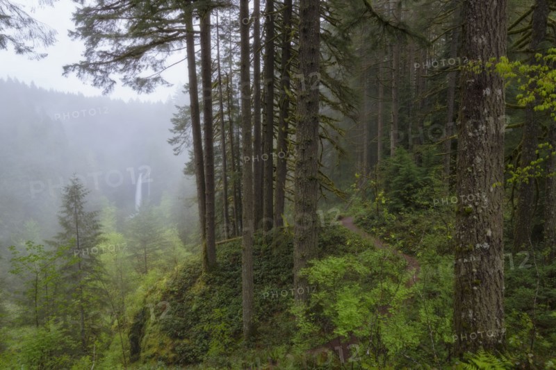 View of forest and North Falls in background