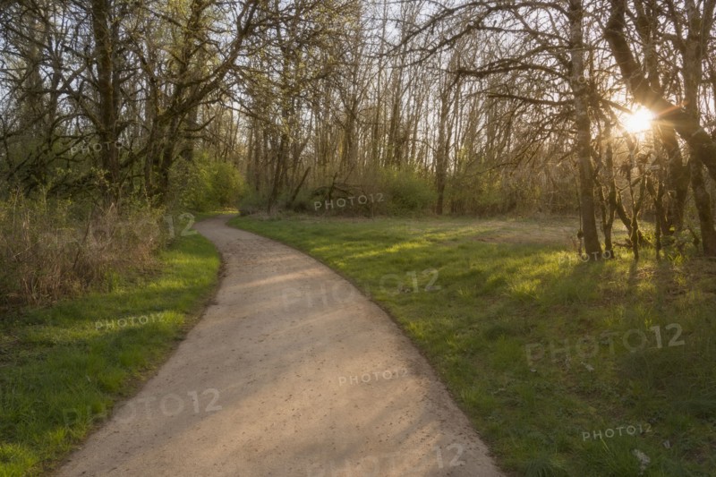 Footpath in park