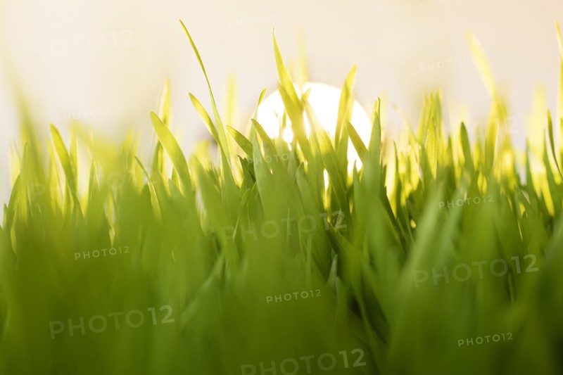 Grass at sunrise.
