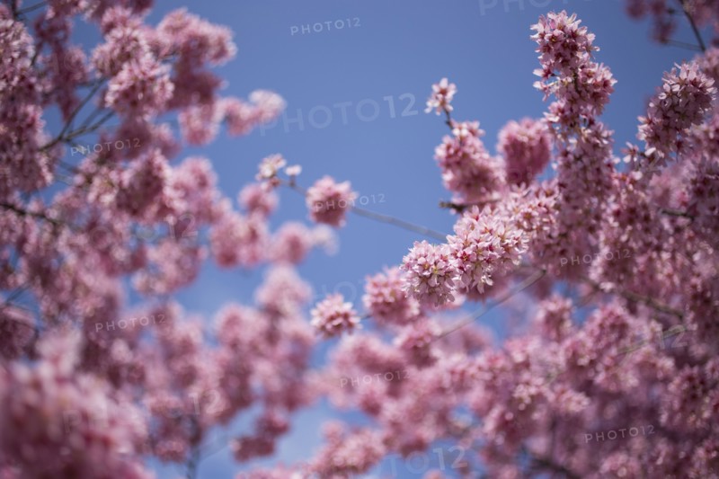 Cherry tree in blossom