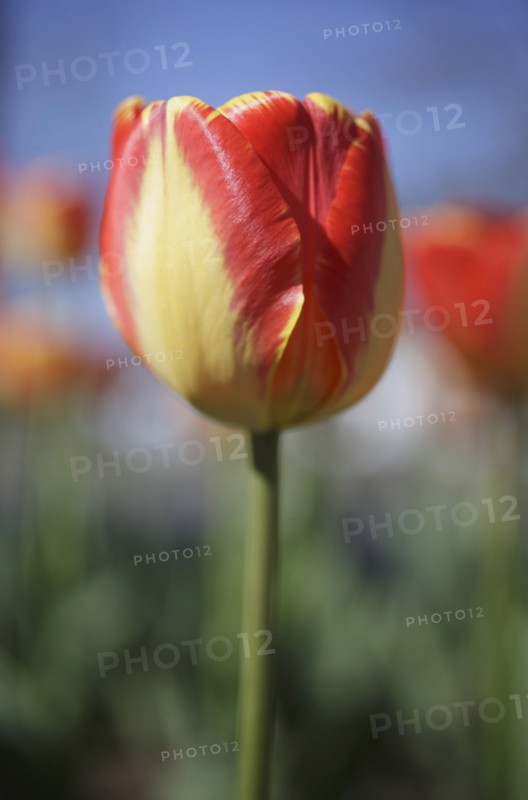 Red tulip in garden
