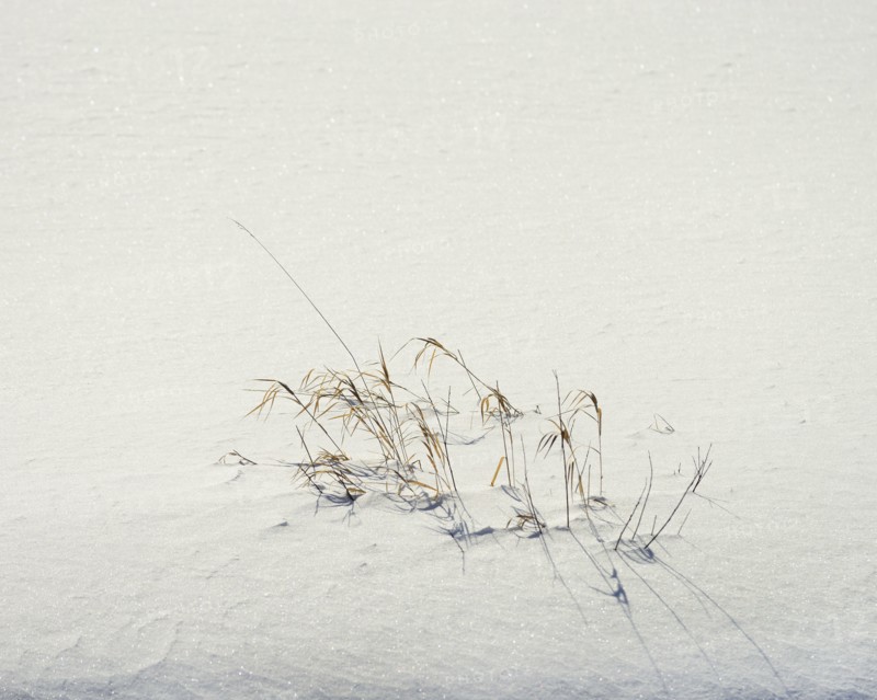 Grass in winter snow