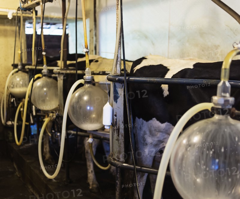 View of cows being milked
