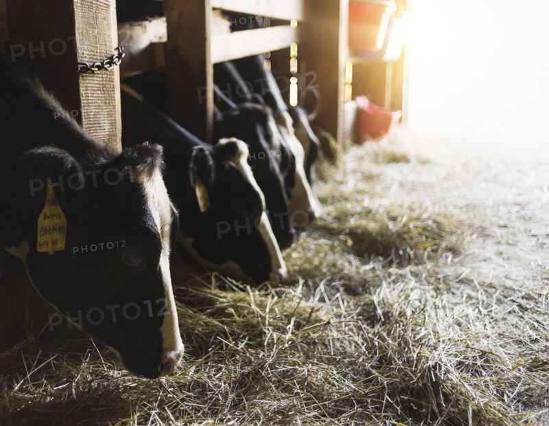 Cows eating hay