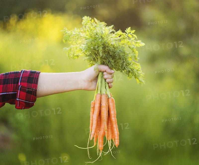 Woman holding bunch of carrots