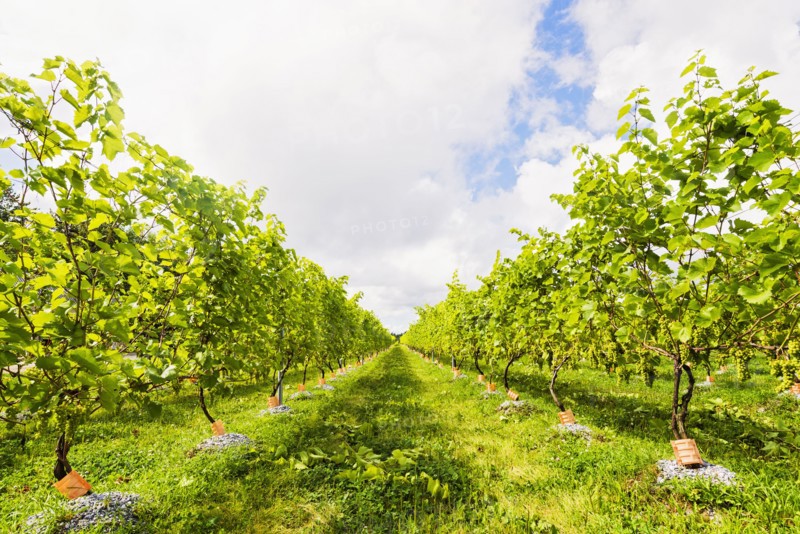 Green vineyard under cloudy sky