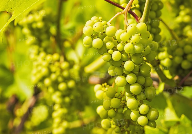 White grapes growing in vineyard