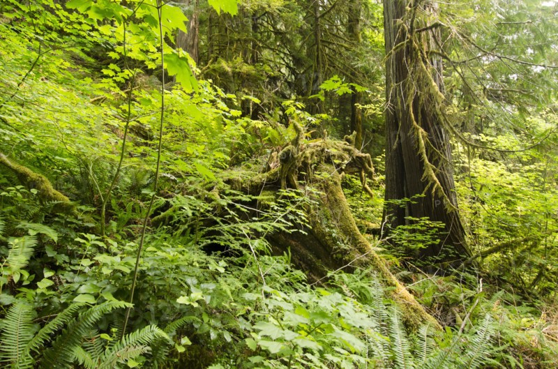 Green forest