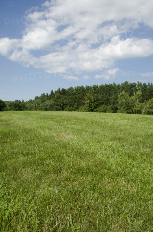 Green meadow