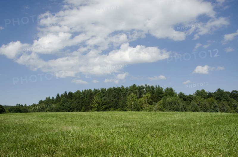 Green meadow