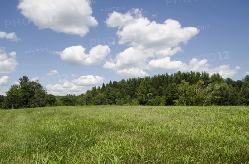 Green meadow