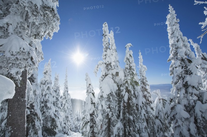 Coniferous trees covered with snow at sunlight
