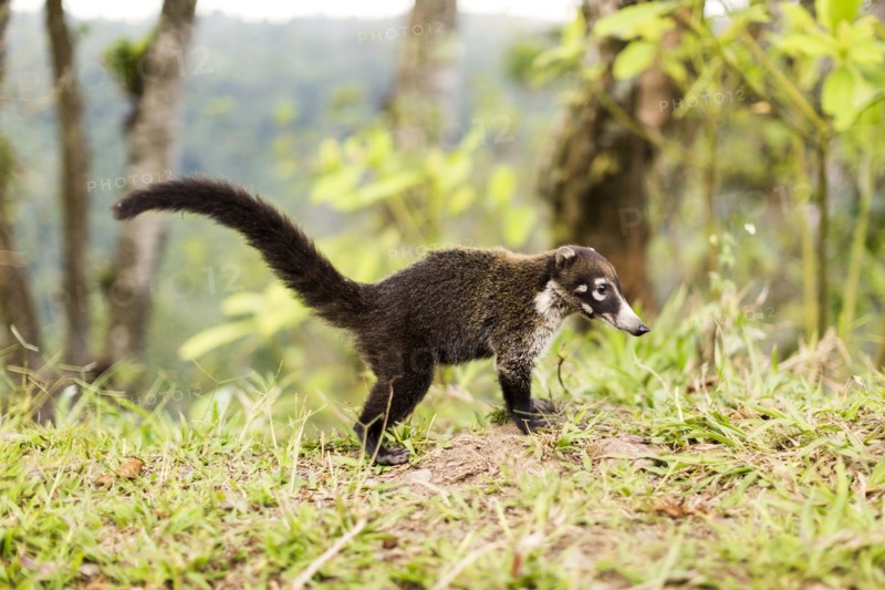 Coati in grass