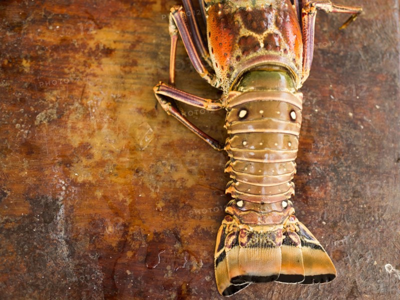 View of lobster