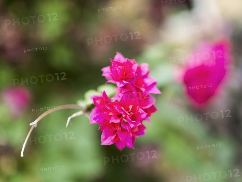 View of pink tropical wildflower