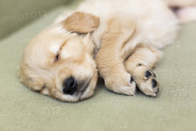 Puppy sleeping on sofa